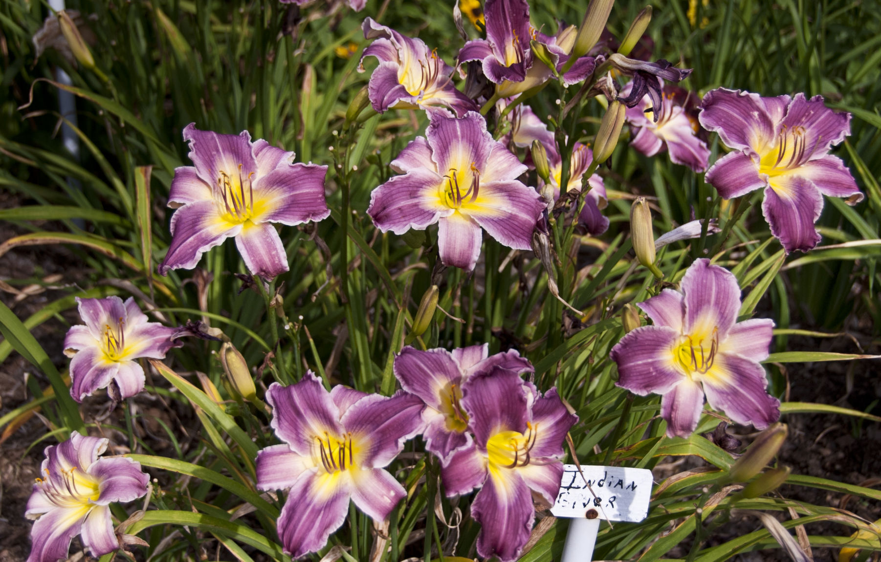 Davis Boxwood & Daylily Nursery
